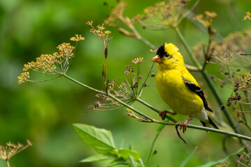 A male goldfinch perched on a plant stem