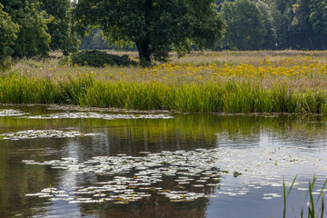 Wassergraben, Blumenwiese und Wald