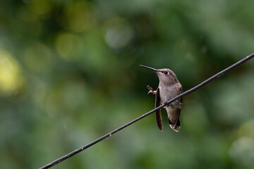 hummingbird on flower