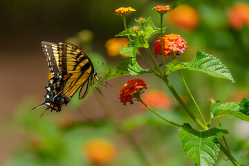 An Eastern Tiger Swallowtail Butterfly feeding on a lantana flower