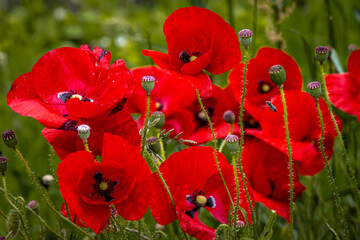 Close up image of bright red poppies in a green field.