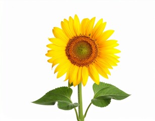 Obraz premium Realistic Single Sunflower Stem with Green Leaves and Vibrant Yellow Petals, Isolated on White