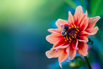 bee on flower