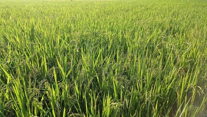 Lush Green Rice Field Under Bright Sky in Natural Agricultural Setting