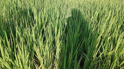 Green Rice Field with Tall Crops and Shadow of Person