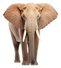 Obraz premium PNG Elephant african wildlife animal mammal.