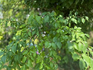 Steppe cherry Prunus fruticosa Susinenbaum oat plum apple sour cherry oat sloe almond Alpine plum tree Mirabelle American plum berry apple rock cherry bird cherry Steppenkirsche Prunus fruticosa Susin