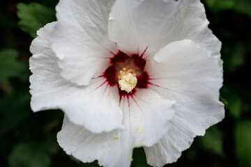 Macro Shot of White Hibiscus Bloom with Red Heart © Iryna Miadzvedzeva