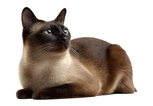 Siamese Cat Posing Elegantly with Arched Back on Transparent Background