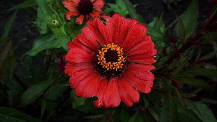 Red zinnia elegance flower close up