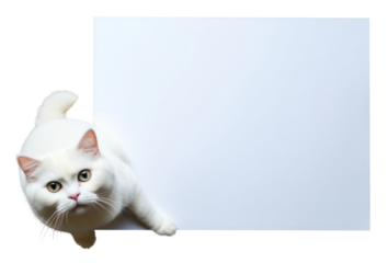 PNG Scottish fold cat floor flooring animal.