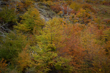 Colorful Autumn Trees in Torres del Paine National Park, Patagonia