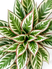 Fototapeta premium Variegated prayer plant foliage detail flat lay, no background