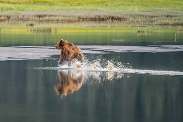 Solitary brown bear with reflection in the river of Lake Clark National Park of Kenai Peninsula, Alaska
