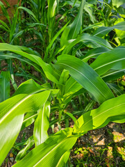 Corn leaves at sunrise on a maize plant