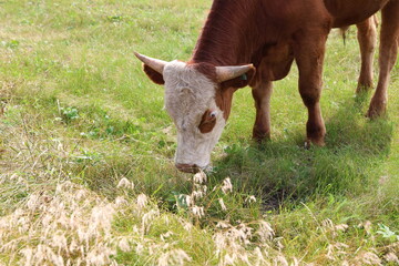 grazing cow