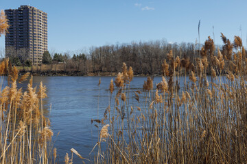 strolling through an urban park in early spring