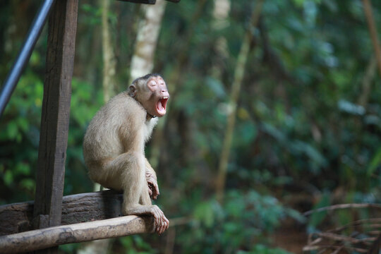 Beruk" ialah nama umum di Malaysia/Indonesia untuk monyet ekor babi (pig-tailed macaque) yang termasuk dalam genus Macaca.