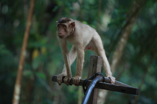 Beruk" ialah nama umum di Malaysia/Indonesia untuk monyet ekor babi (pig-tailed macaque) yang termasuk dalam genus Macaca.