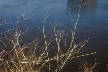 strolling through an urban park in early spring