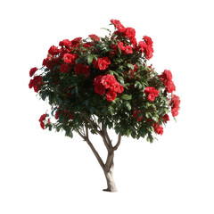 Fototapeta premium A lush, vibrant rose bush in full bloom, showcasing an abundance of deep red roses, a symbol of love and beauty.