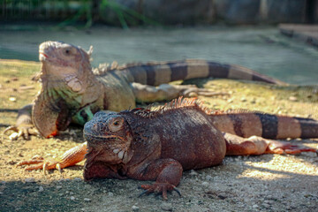 Two Relaxing Lizards with Striped Tails on Rocky Ground