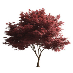 A vibrant Japanese Maple tree stands majestically, showcasing its striking red foliage, with a detailed representation of its form. 