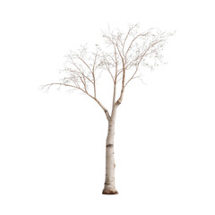 Obraz premium A solitary aspen tree with slender branches stands against a clear background, showcasing its delicate structure in sharp focus.
