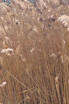 the plant of Phragmites australis in parc urban