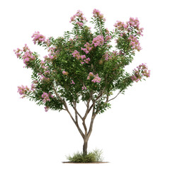 A vibrant crape myrtle tree is in full bloom, showcasing delicate pink blossoms and lush green foliage, creating a stunning display of natural beauty.