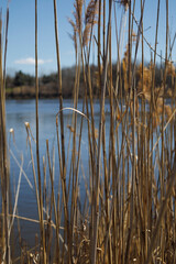 strolling through an urban park in early spring