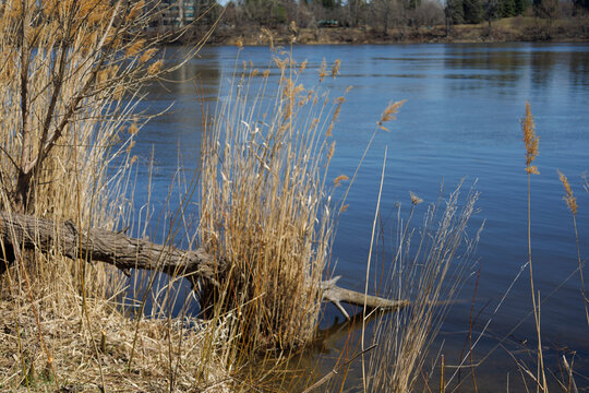 the plant of Phragmites australis in parc urban
