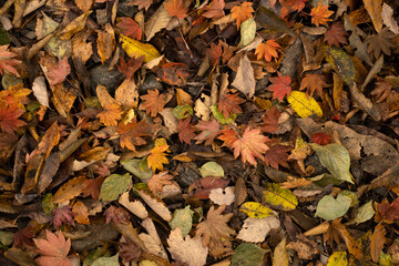 autumn leaves background 