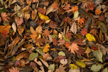 autumn leaves background