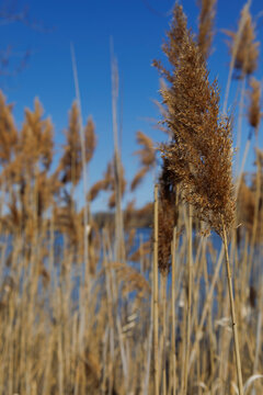 the plant of Phragmites australis in parc urban