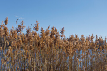 the plant of Phragmites australis in parc urban