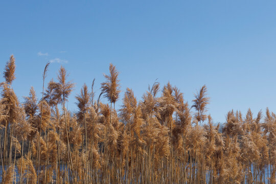 the plant of Phragmites australis in parc urban