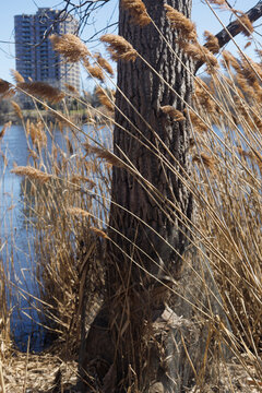 the plant of Phragmites australis in parc urban