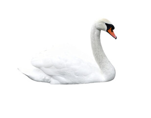 Fototapeta premium Elegant white swan gracefully glides on water, exuding serene beauty and natural elegance for your designs.