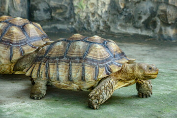 Tan Turtle Walking on Green Concrete Ground Outdoors
