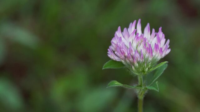 Tokyo, Japan - August 16, 2025: Closeup of Red clover or Trifolium pratense
