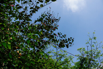 Looking Up Through Foliage with a Blue Sky