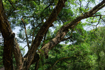 Sunlit Branches and Lush Foliage in a Forest Canopy