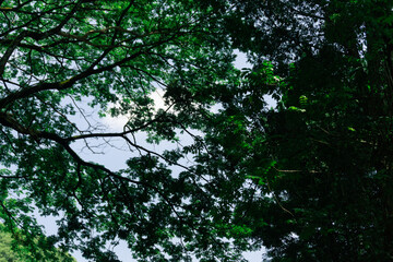 Lush Canopy Sunlight Filtering Through Dense Green Foliage