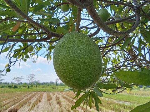 Cerbera manghas or pong-pong tree ( Bintaro fruit )