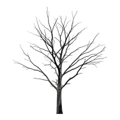 Obraz premium Lonely Bare Tree with Branches against White Background
