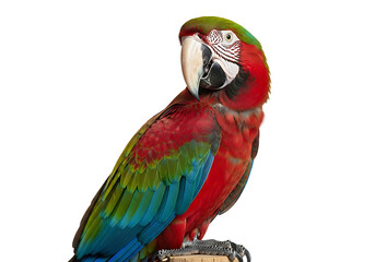 Obraz premium A vibrant macaw parrot perched on a wooden stand against a bright white background in a studio setting