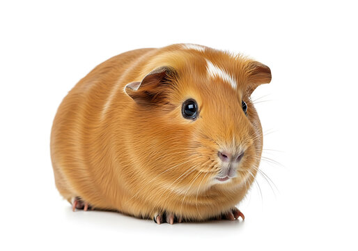A close up shot of a light brown guinea pig with a white stripe on its head on a white background
