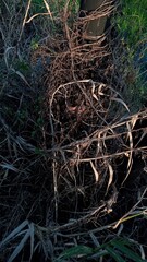 Dry Brown Plant with Twisted Stems and Sparse Foliage in Natural Outdoor Setting