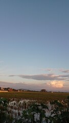 Obraz premium Serene Rural Landscape with Rice Fields Under Blue Sky During Sunset